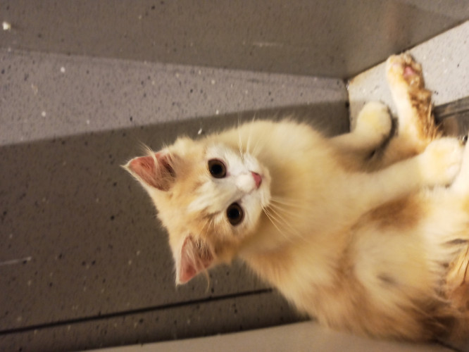 Persian kitten